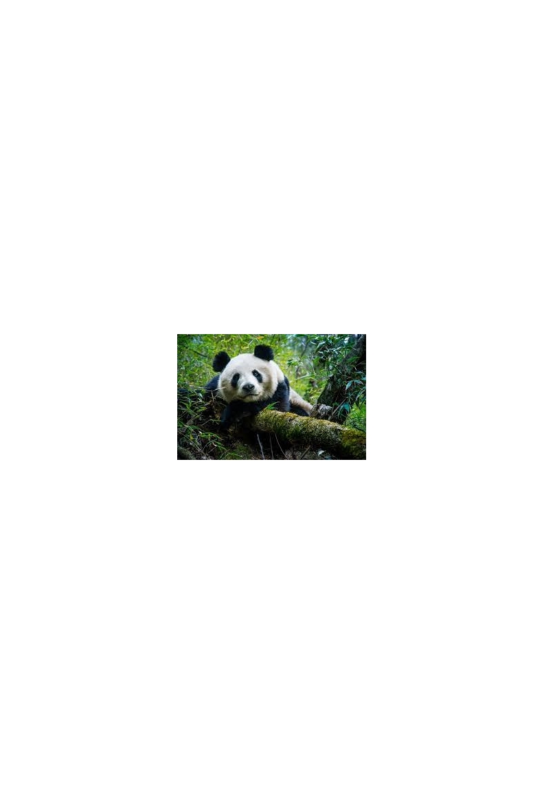 panda